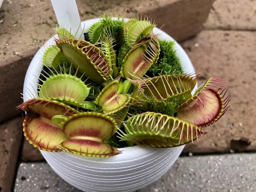最安値に挑戦】 食虫植物 ハエトリソウ 2.5〜3号 2ポット 12vite.com